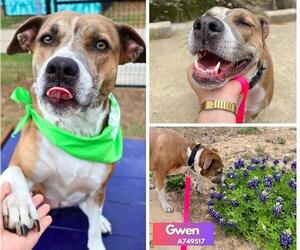 American Staffordshire Terrier-Unknown Mix Dogs for adoption in San Antonio, TX, USA