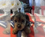 Small Photo #18 Yorkshire Terrier Puppy For Sale in RANCHO CORDOVA, CA, USA