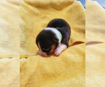 Small Photo #13 Pembroke Welsh Corgi Puppy For Sale in JURUPA VALLEY, CA, USA