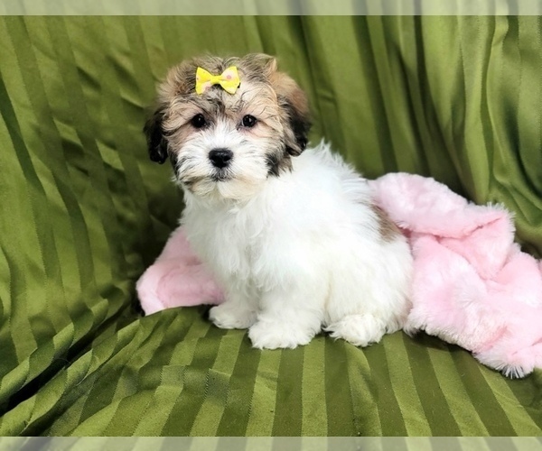 Medium Photo #4 Havanese Puppy For Sale in NAPLES, FL, USA