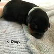 Small Photo #2 Rottweiler Puppy For Sale in EUBANK, KY, USA