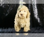 Small Photo #76 Goldendoodle (Miniature) Puppy For Sale in WARSAW, IN, USA