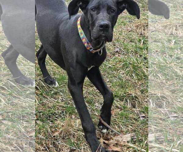 Medium Photo #4 Great Dane Puppy For Sale in Cuba, NY, USA