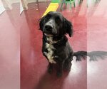 Small Photo #2 English Springer Spaniel Puppy For Sale in Webster, WI, USA