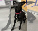 Small Labrador Retriever Mix