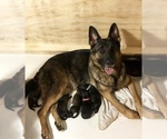 Small Photo #15 German Shepherd Dog Puppy For Sale in HAMILTON, NJ, USA