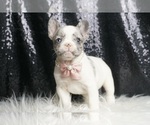 Small #4 French Bulldog