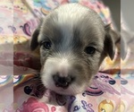 Small Photo #4 Cardigan Welsh Corgi Puppy For Sale in GREENSBORO, NC, USA