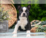 Small Photo #8 Boston Terrier Puppy For Sale in HARLAN, IN, USA