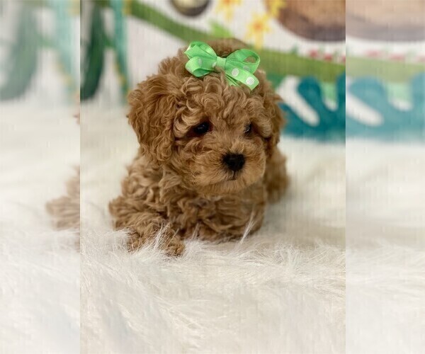 Medium Photo #4 Poodle (Toy) Puppy For Sale in WEST PALM BEACH, FL, USA