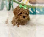 Small #3 Poodle (Toy)