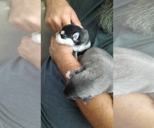 Pomsky Puppy for sale in HUDSON, FL, USA