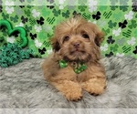 Puppy 2 Aussiedoodle Miniature 