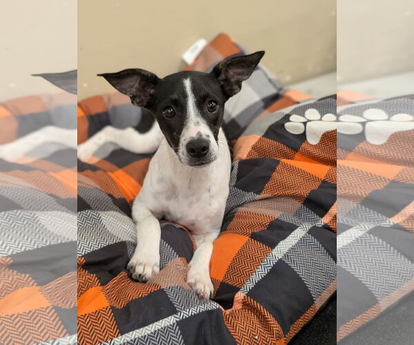 Medium Photo #2 Rat Terrier-Unknown Mix Puppy For Sale in Oakhurst, NJ, USA