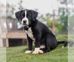 Small #3 Labrador Retriever Mix