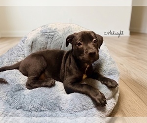 American Pit Bull Terrier Puppy for sale in RICHMOND, CA, USA