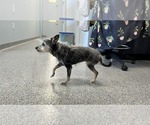 Small #2 Chihuahua Mix