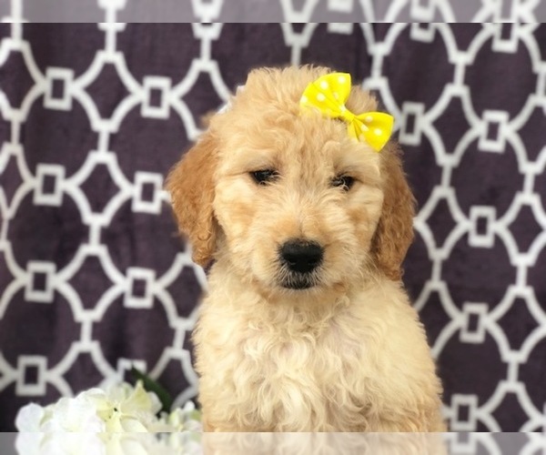 Medium Photo #5 Goldendoodle Puppy For Sale in LAKELAND, FL, USA