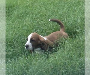 Basset Hound Litter for sale in CHICO, TX, USA