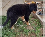 Small Photo #3 Bernese Mountain Dog Puppy For Sale in GREENSBURG, IN, USA