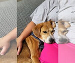 Small #17 Beagle Mix