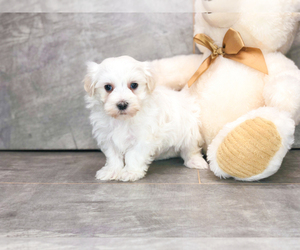 Maltese Puppy for sale in AMITY, NC, USA