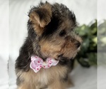 Small #5 Morkie