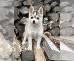 Small #6 Pomsky