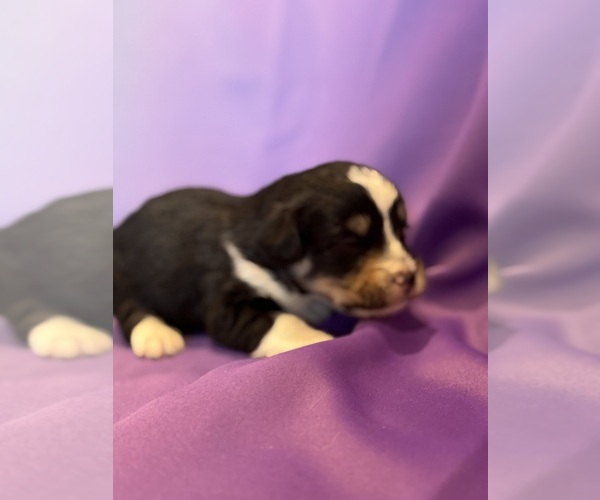 Medium Photo #10 Corgipoo Puppy For Sale in LONGMONT, CO, USA