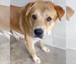 Small #2 Labrador Retriever Mix