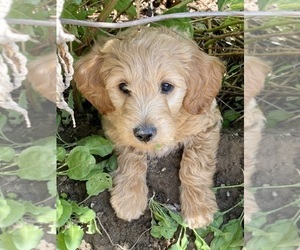 Goldendoodle (Miniature) Puppy for sale in MERIDIAN, ID, USA