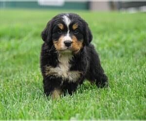 Bernese Mountain Dog Puppy for sale in FREDERICKSBURG, OH, USA