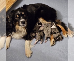 Mother of the Miniature Australian Shepherd puppies born on 04/17/2024
