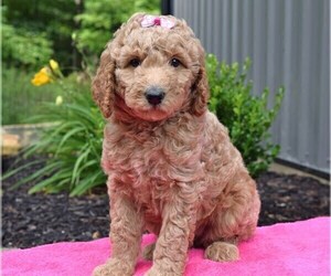 Poodle (Standard) Puppy for sale in COSHOCTON, OH, USA