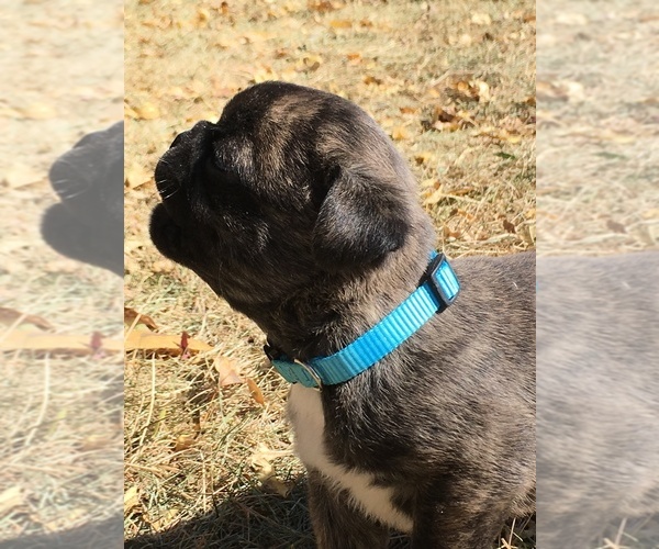 Medium Photo #12 Buggs Puppy For Sale in AFTON, WY, USA