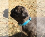 Small Photo #12 Buggs Puppy For Sale in AFTON, WY, USA