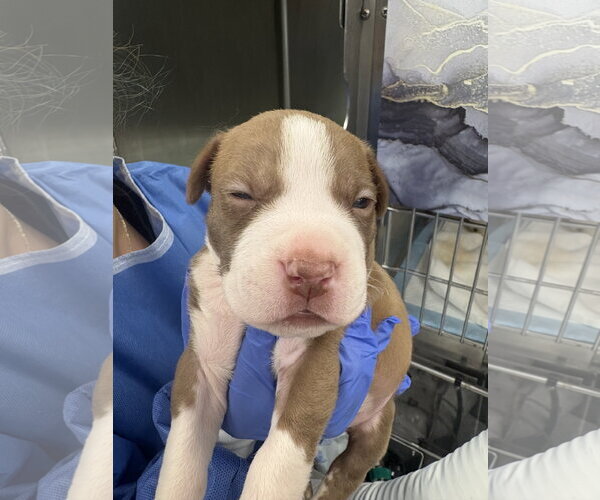 Medium Photo #9 Mutt Puppy For Sale in Sanford, FL, USA