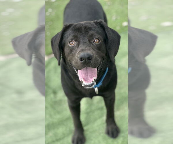 Medium Photo #1 Labrador Retriever-Unknown Mix Puppy For Sale in Evansville, IN, USA