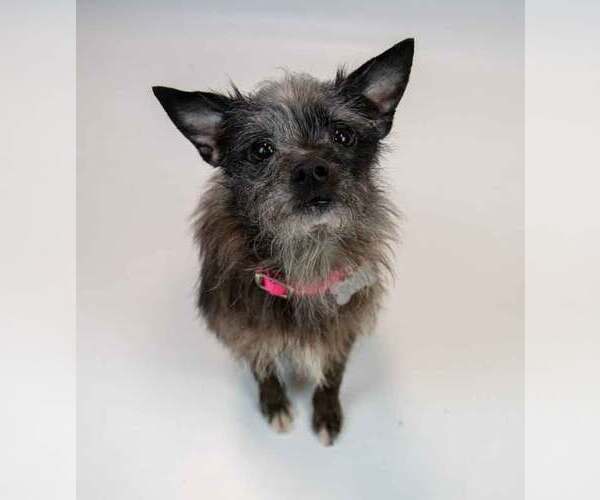 Medium Photo #6 Chihuahua-Unknown Mix Puppy For Sale in Kennesaw, GA, USA