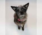 Small #5 Chihuahua Mix