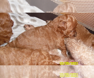 Poodle (Toy) Puppy for sale in DULUTH, GA, USA
