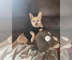 Chihuahua-Unknown Mix Dogs for adoption in Front Royal, VA, USA