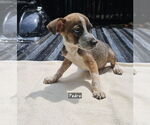 Small #2 Black Mouth Cur Mix