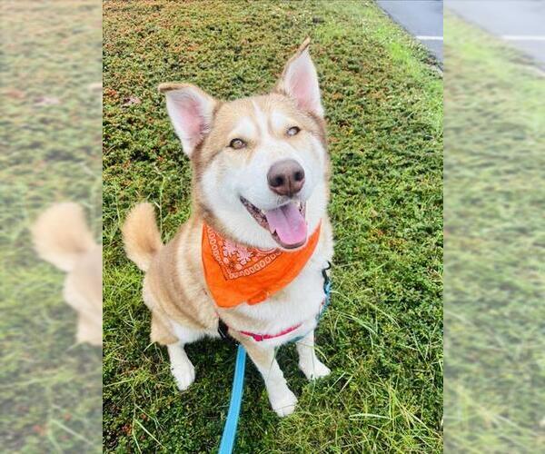Medium Photo #8 Siberian Husky Puppy For Sale in Santa Barbara, CA, USA