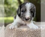 Small #7 Goldendoodle