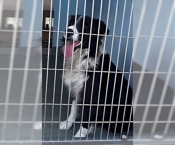 Medium Photo #1 Border Collie-Unknown Mix Puppy For Sale in Pasadena, CA, USA