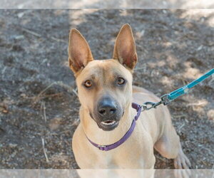 SANDY - Female Mutt Dog for Adoption - Photo #4