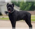 Small Photo #1 Cane Corso Puppy For Sale in OOLOGAH, OK, USA
