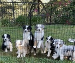 Litter of 8 - Male(s) and Female(s) Miniature Australian ShepherdLitter of Puppies for Sale - Small photo