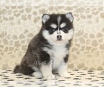 Small #3 Pomsky